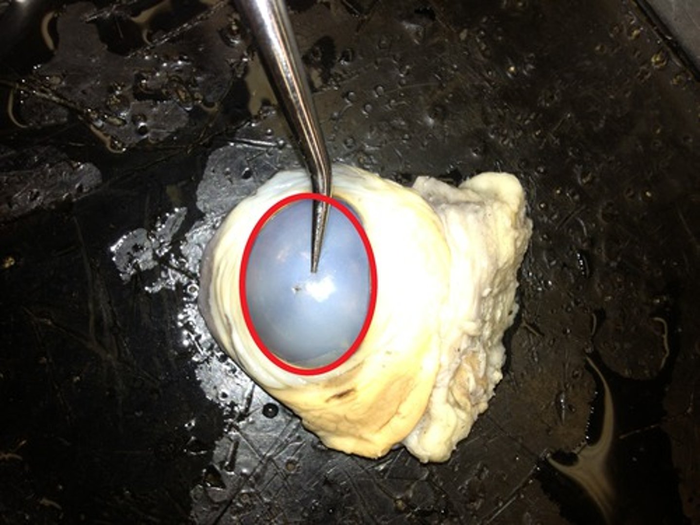 <p>Refracts light</p>