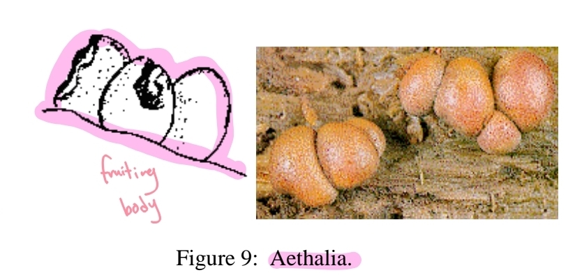 <p>fruiting bodies - aethelia</p>
