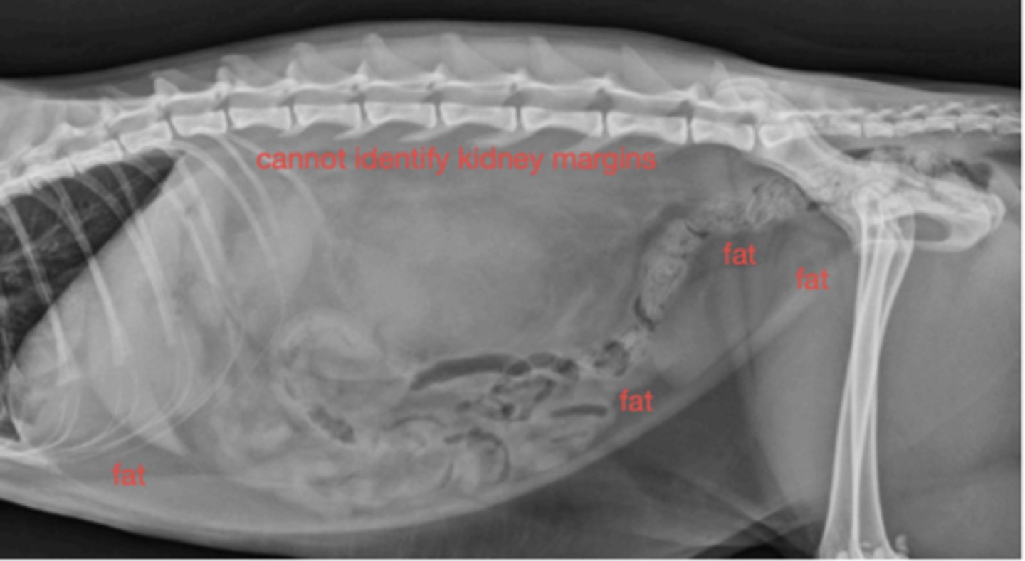 <p>What are these opacities on the cat?</p>