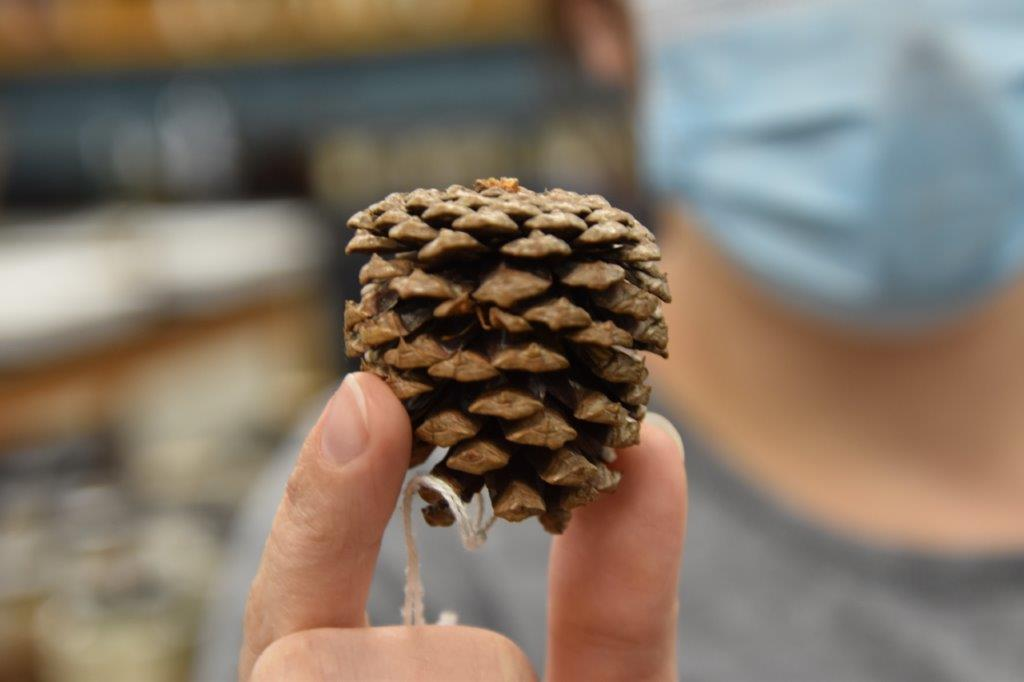 <p>Common name: pitch pine</p><p>Family: Pinaceae</p><p>Notes: Cone scale shape = flat. Specific epithet = stiff. Pinaceae = Pine Family. Formerly used in New England as a source of tar. Wildlife use same as loblolly pine. Low-quality wood used for fuel and pulpwood.</p>