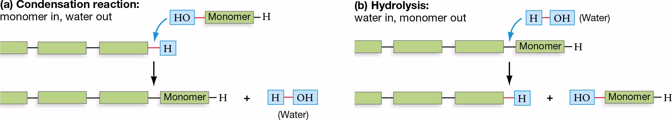 <p>Condensation/Dehydration Rxn: remove H20 (create)</p><p>-water is the product</p><p>Hydrolysis: add H20 (destroy)</p><p>-water is the reactant</p>