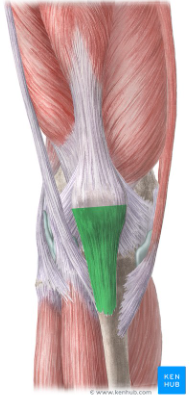 <p>A ligament connecting the patella to the tibia, it helps reinforce the knee joint and supports the extension of the leg. </p>