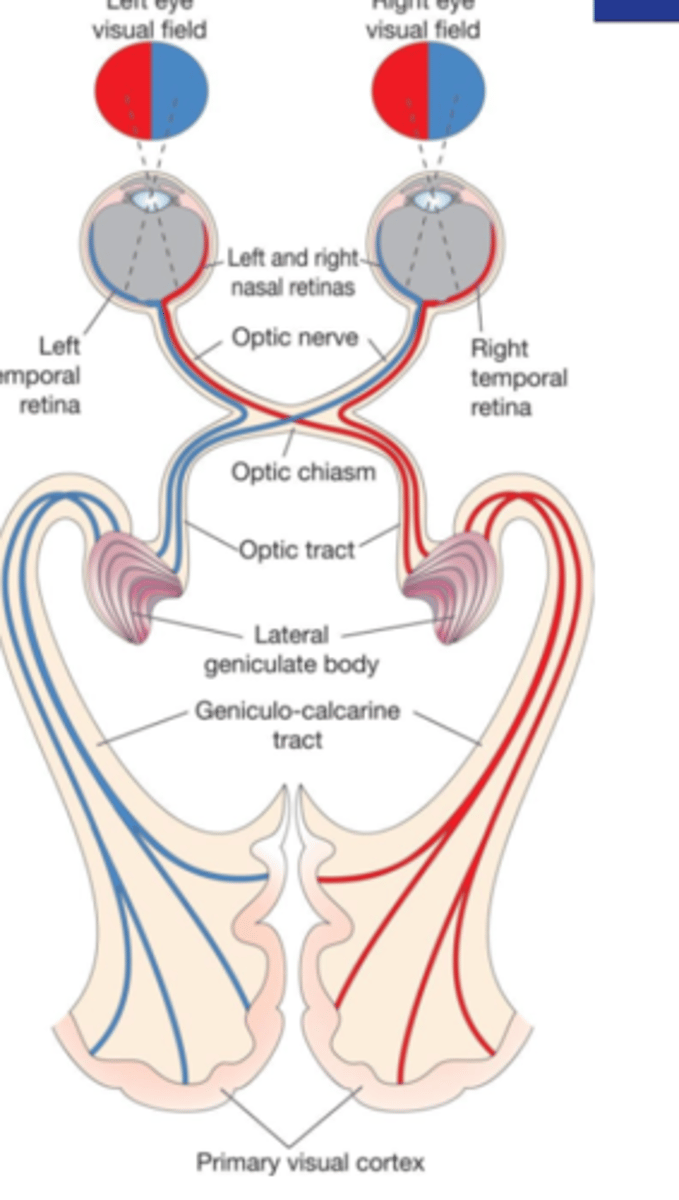 <p>eye --&gt; optic chiasm</p>