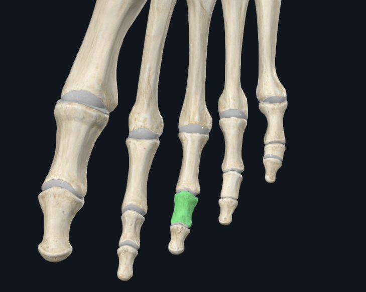 <p>What bone is this</p>