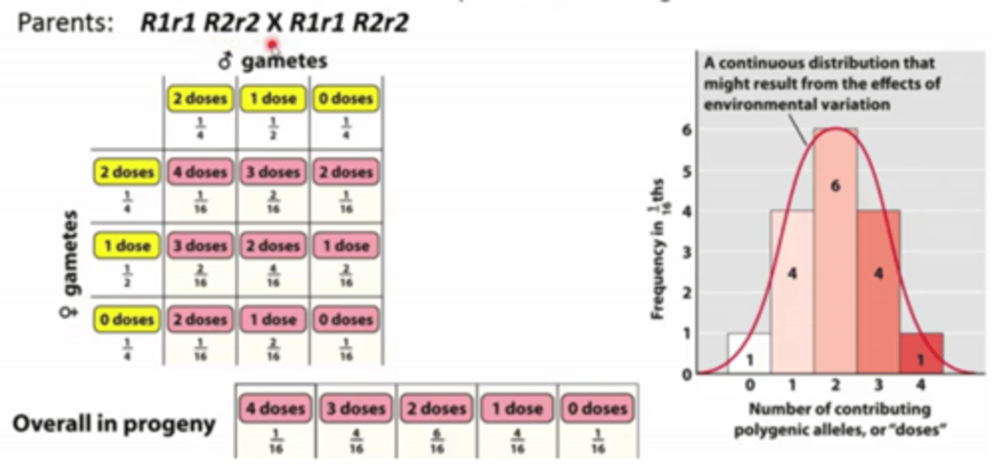 <p>Inheritance of traits determined by more than one gene.</p>