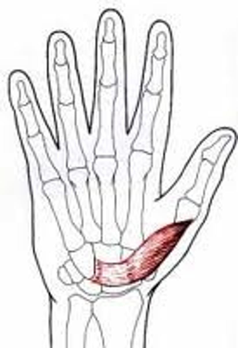 <p>Origin: Trapezium</p><p>Insertion: 1st Metacarpal</p><p>Action: Flex and medially rotate at CMC joint</p><p>Innervation: Median Nerve</p>