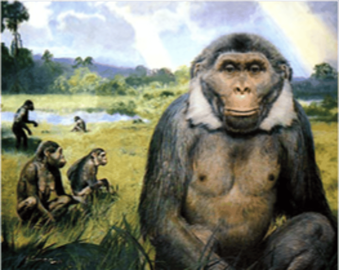 <p>- 12.2 mya</p><p>- Found in India and Nepal</p><p>- Similar in Size to Modern Orangutan</p><p>- Spent a lot of time on the ground foraging for seeds, not just living in trees</p>