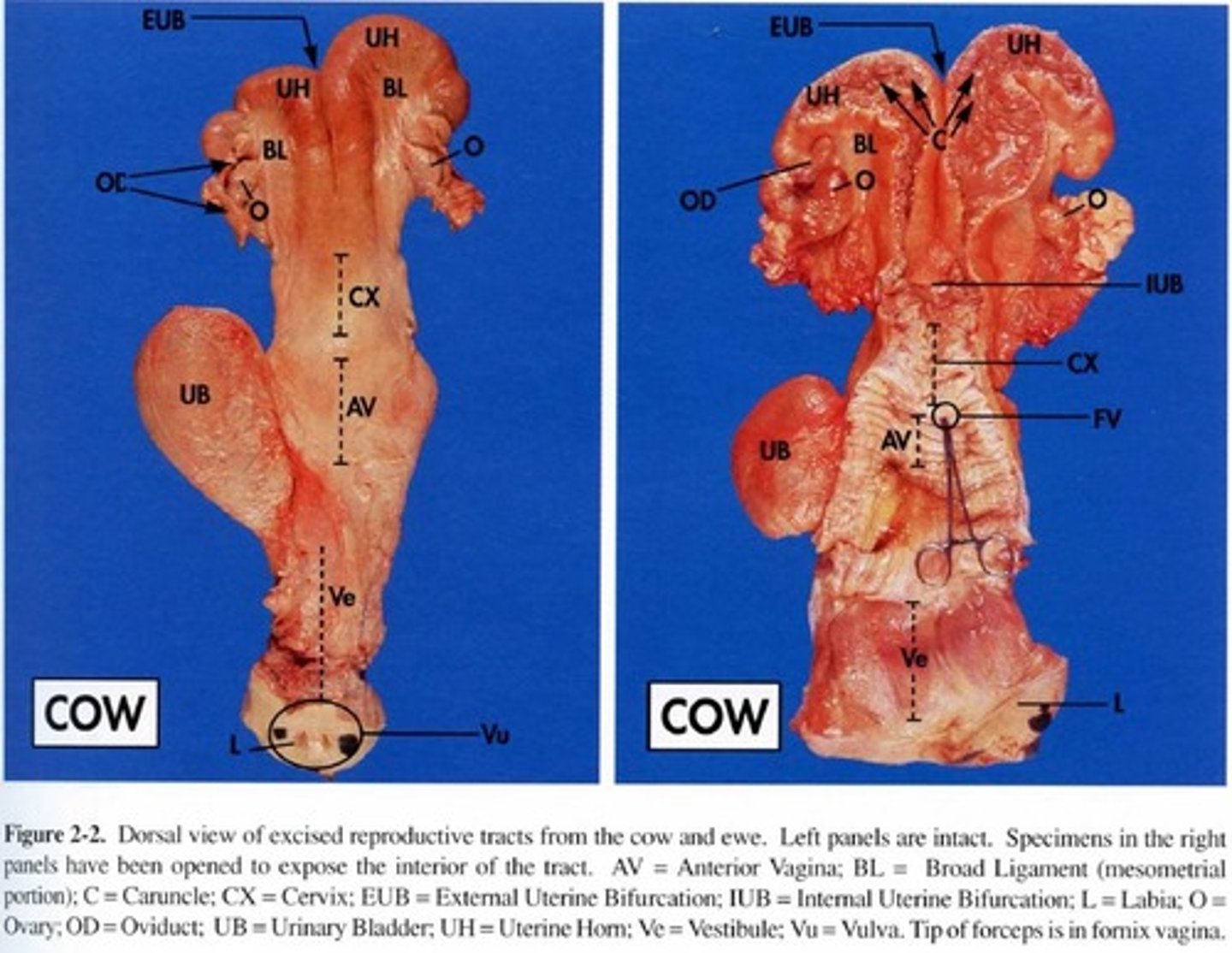 <p>- Has short uterine horns</p><p>- Long tract (16 inches)</p>