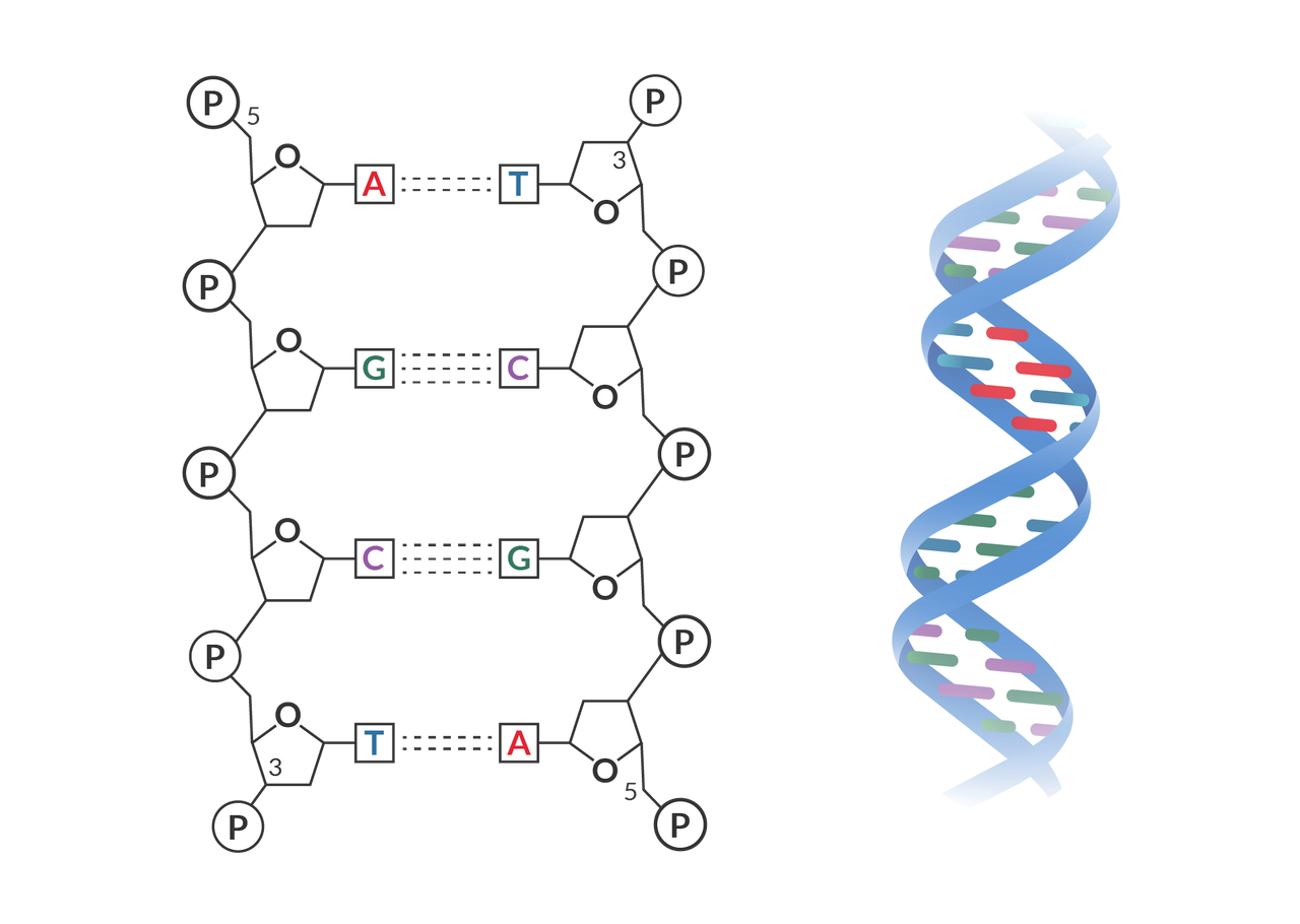 <p> the two strands are held together with hydrogen bonding between the bases: adenine (A) pairs with thymine (T), while cytosine (C) pairs with guanine (G). Hydrogen bonding cannot occur properly in any other combination of bases. The A and T bases share two hydrogen bonds, while C and G share three hydrogen bonds.</p><p></p>