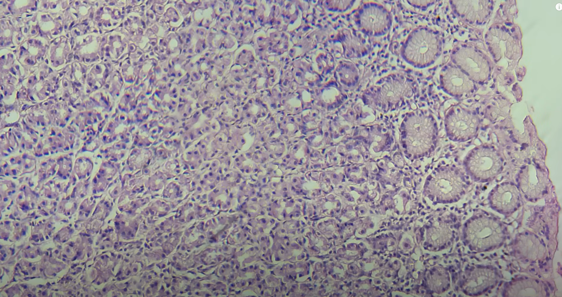 <p>Organ?</p><p>Glands?</p>