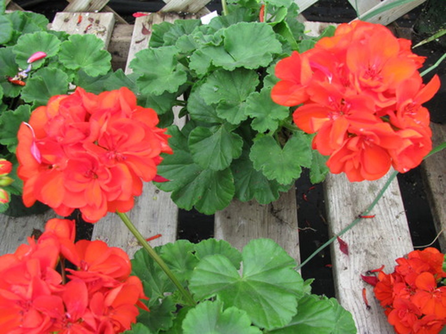 <p>Pelargonium x hortorum cv.</p>