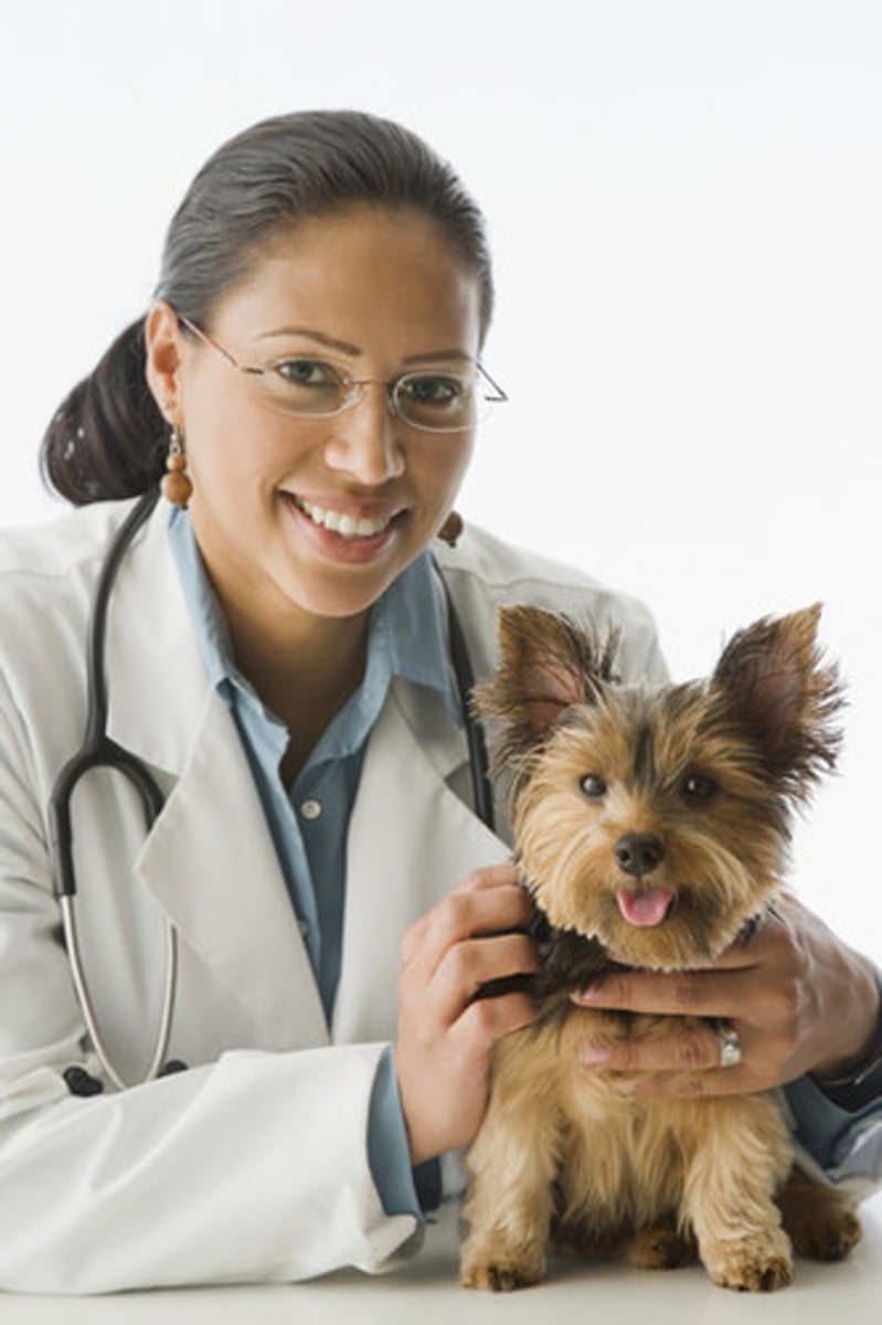 <p>veterinarian</p>