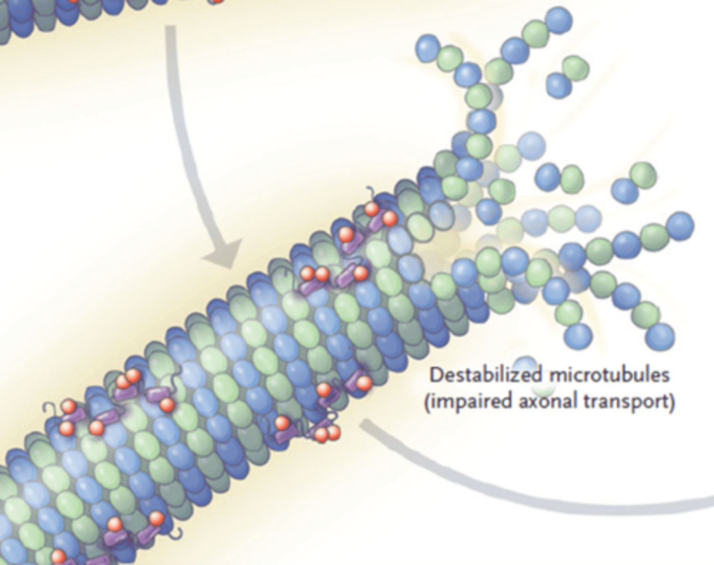 <p>Microtubule is destabilized</p><p>Neuron dies</p>