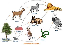 network of complex interactions formed by the feeding relationships among the various organisms in an ecosystem (all interconnected food chains)