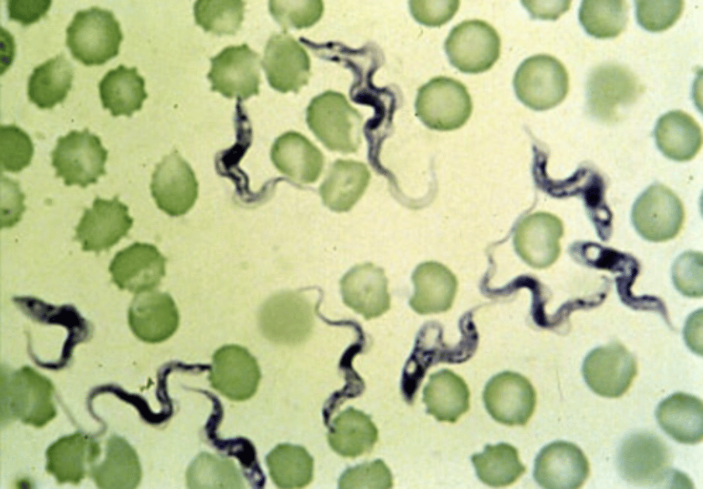 <p>what is this?</p>