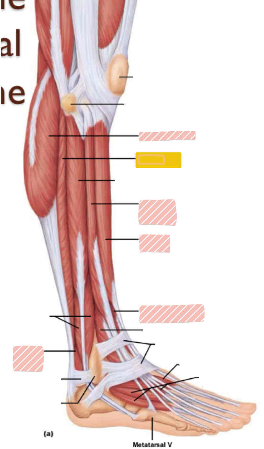 <p><span>Lateral leg (below knee)</span></p>