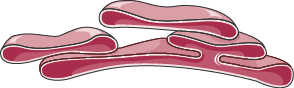 <p>Endoplasmic Reticulum</p>