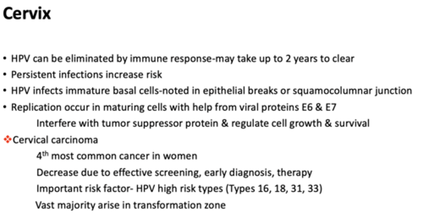 <p>cervical carcinoma</p>