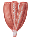 <p>PENNATE</p>