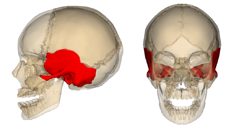<p>Thick bones forming the side of the human cranium and encasing the inner ear</p>