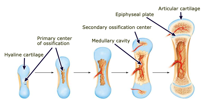 <p>bone that begins as a hyaline cartilage framework (most bones form this way)</p>