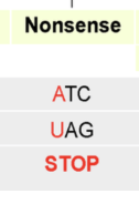 <ul><li><p><span>Changes the amino acid into a stop codon and can have a serve affect because it would cause translation to stop.</span></p></li></ul><p></p>
