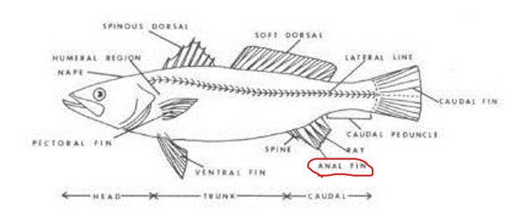 <p>Circled on figure. </p>