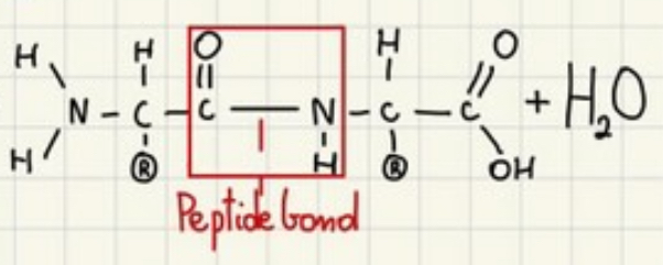 <p>Peptide bond</p>