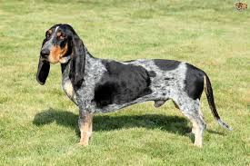 <p>Origin: France</p><p>Height: 12-15 in</p><p>Weight: 35-44 lbs</p><p>Life Span: 10-12 yrs</p><p>Type: Scent Hound</p>