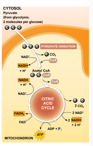 <p>Where does glycolysis occur? </p>