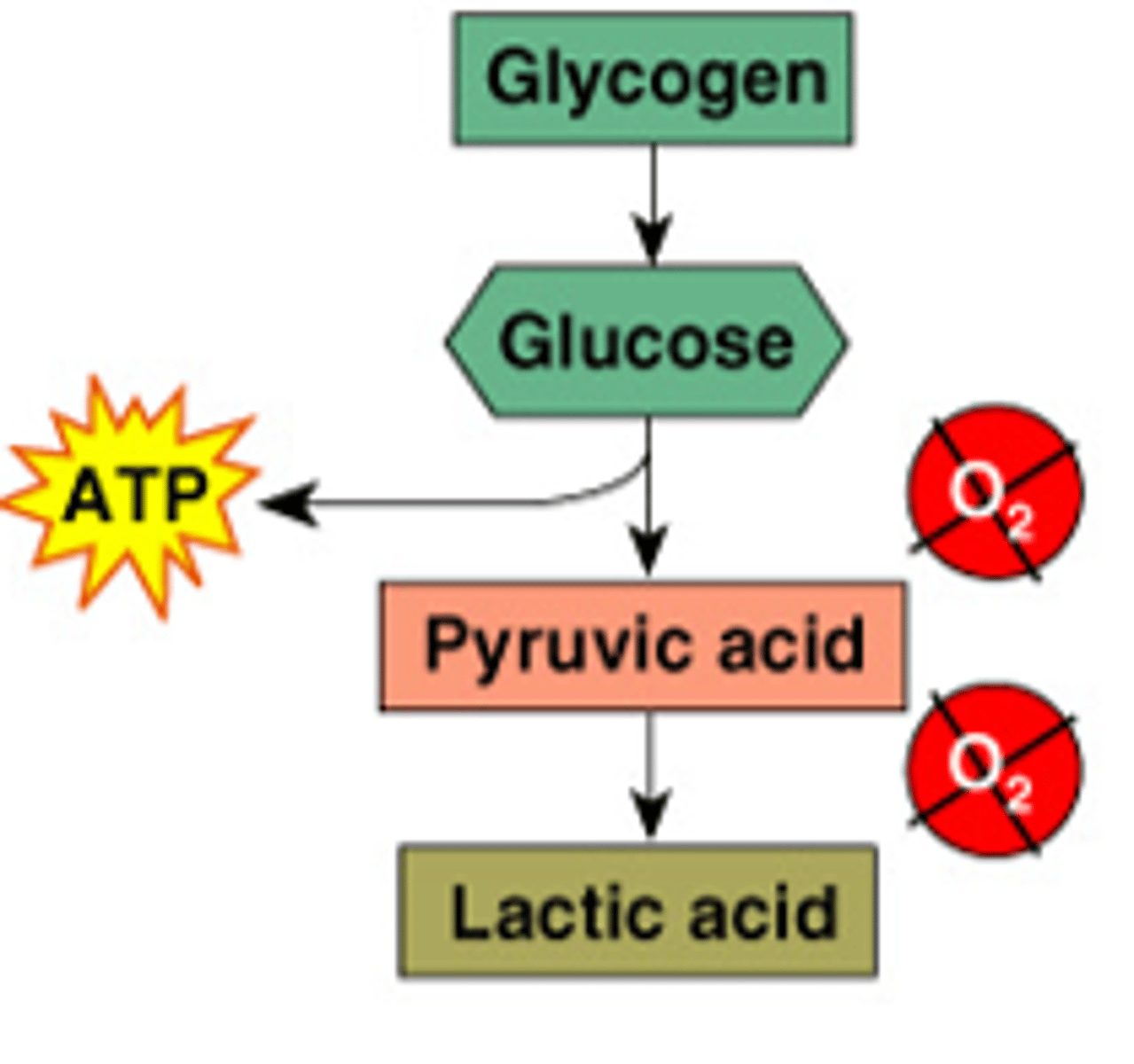 <p>the overall process where sugar is split into pyruvic acid to generate 2 ATP and lactic acid (byproduct)</p>