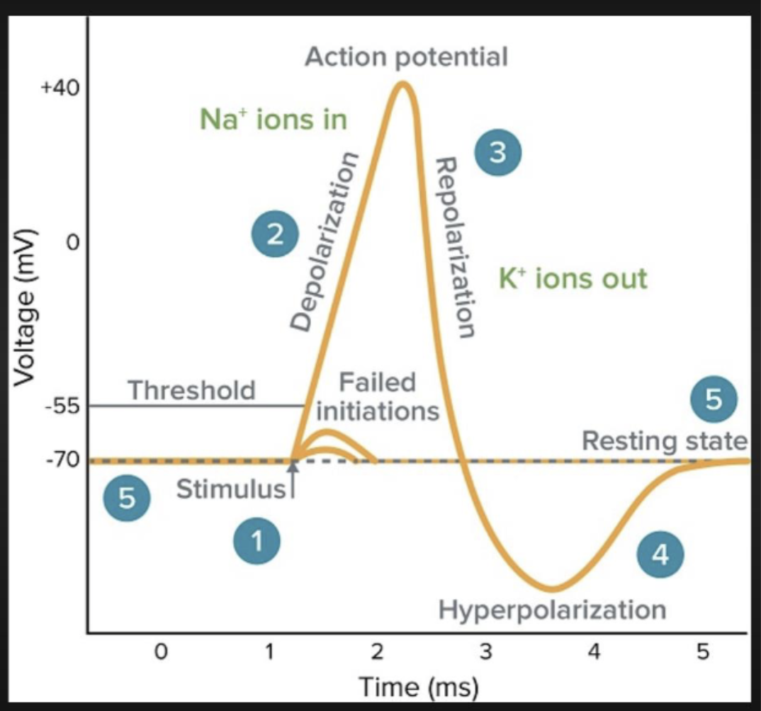 <p>what happens during stimulation?</p>