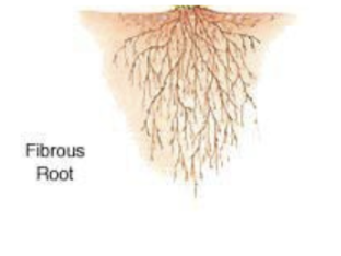 * Have a **fibrous root system** consisting of a __mat of thin roots__ spread out below the soil surface 
  * Ex: corn, onions, wheat