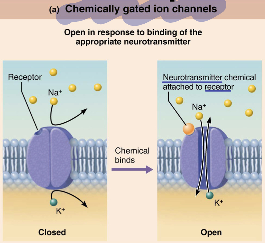 <p>open in response to binding of appropriate neurotransmitter</p>