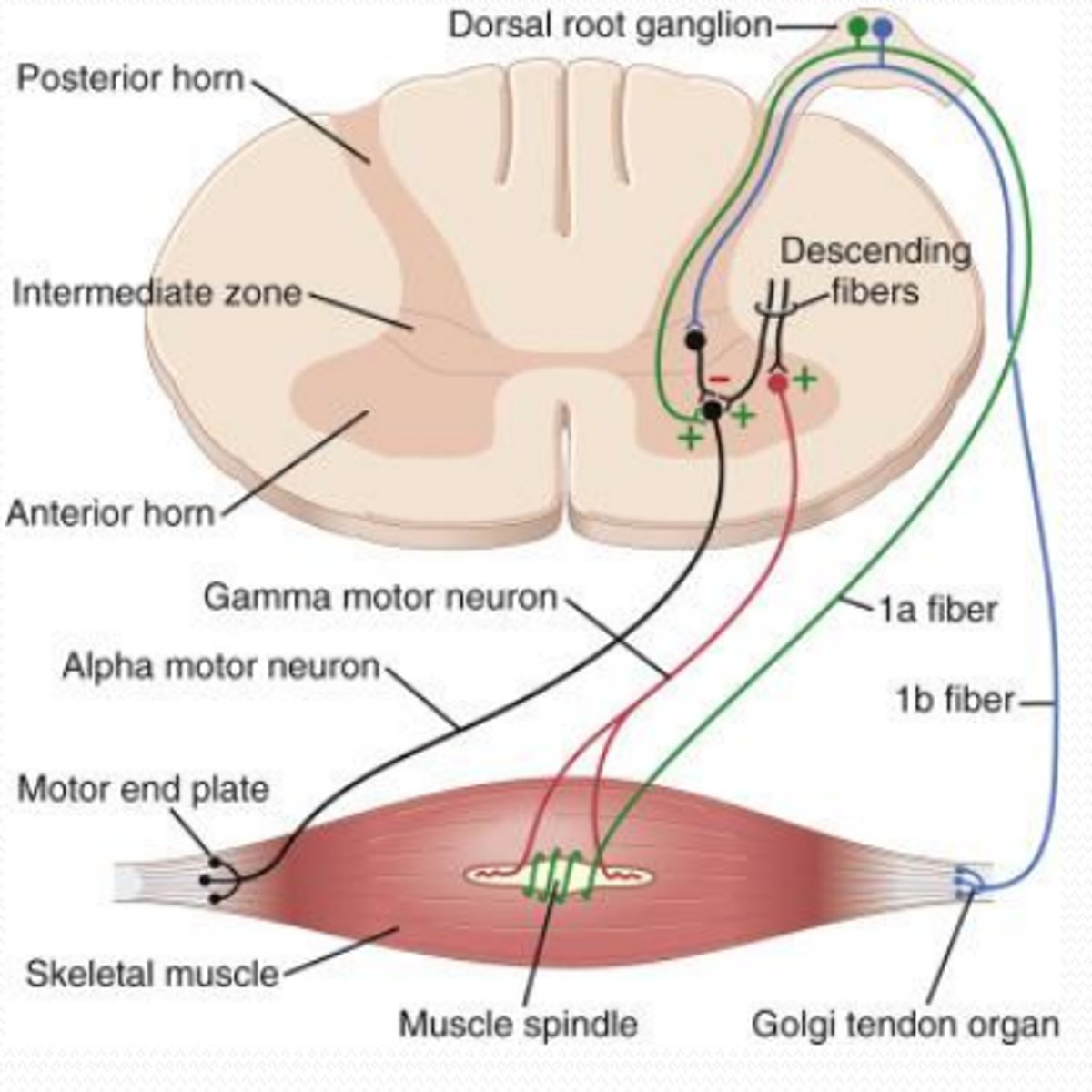 <p>gamma motor neurones in the contractile portions (red)</p>