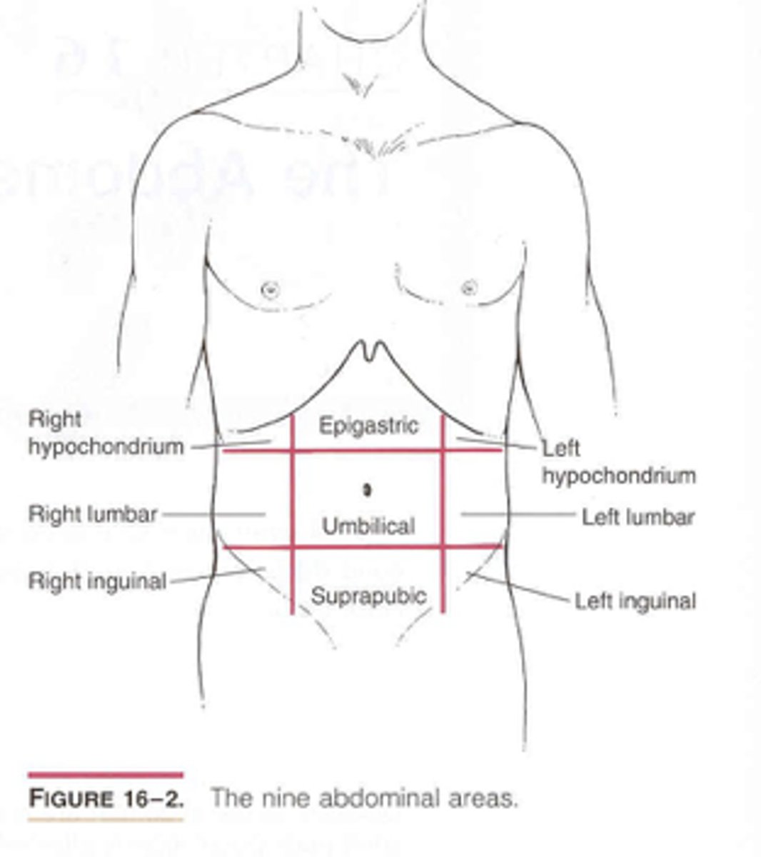 <p>1. A___________</p><p>2. U_________ (navel)</p><p>3. C_____ (hip)</p><p>4. P_______</p><p>5. P_____ (pubis)</p><p>6. P_________ (area between anus and external genitals)</p>