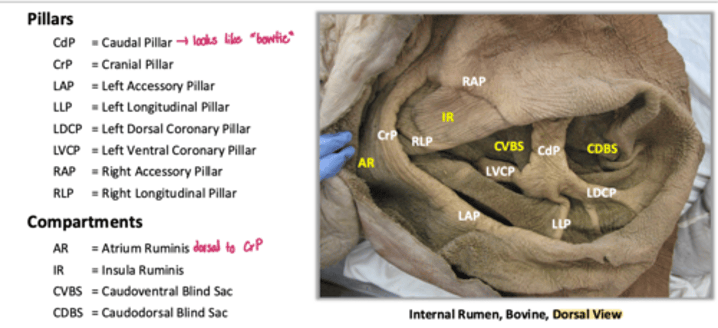 <p>review this image of the ruminal pillars</p>