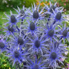 <p>Eryngium - Sea Holly</p>