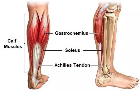 <p>Location:</p><ul><li><p><strong>under your skin at the back of your lower leg</strong></p></li><li><p>posterior (back) part of the lower leg</p></li></ul><p></p><p>Function:</p><ul><li><p><strong>walking and posture</strong></p></li></ul><p></p>