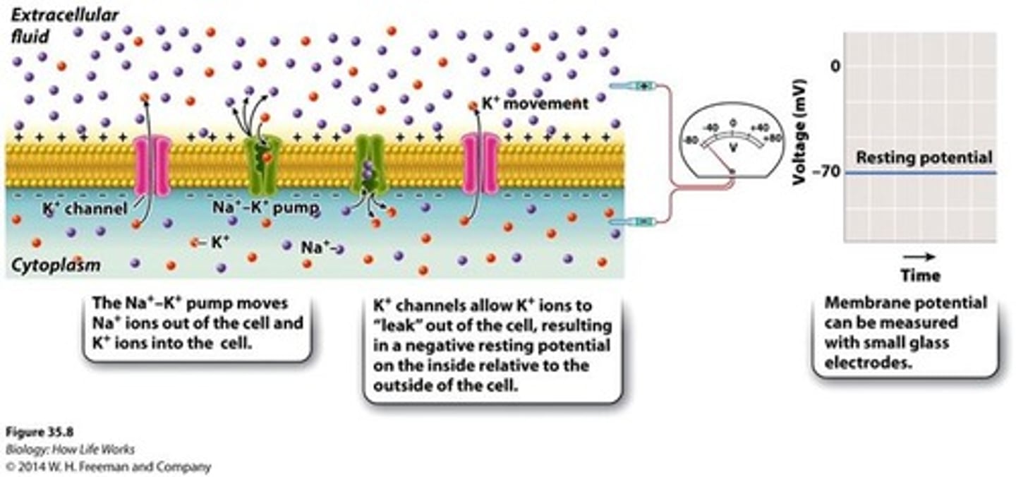 <p>Active maintenance of stable conditions inside of cells and organisms, environment outside of cells may change, but environment inside of cells remain relatively constant.</p>