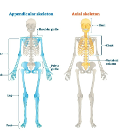 <p>Human skeleton</p>