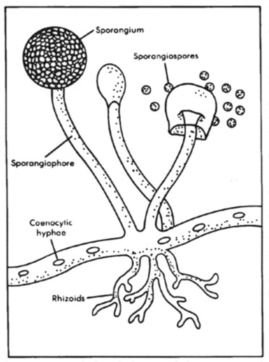<p>produced by the sporophyte, contain sporocytes, where haploid spores are produced via meiosis</p>