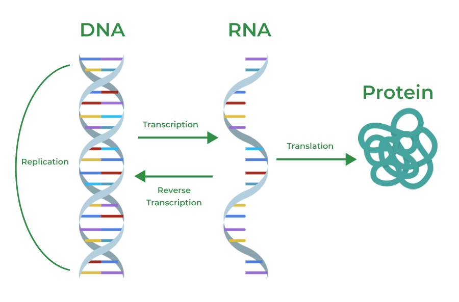 <p>→ describes the genetic flow of information from DNA to RNA to proteins</p><ul><li><p>how genetic instructions stored in DNA are used to build proteins </p></li><li><p>Ensures preservation and accuracy of info transferred </p></li><li><p>Protein production = costly in energy, and the 3D structure is unsuitable template</p></li></ul><p></p>