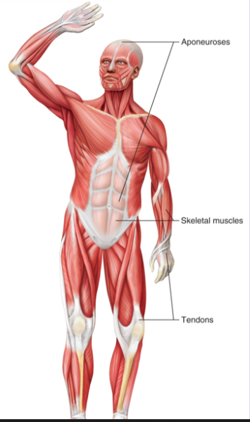 <p>Coverings on Skeletal Muscle</p>