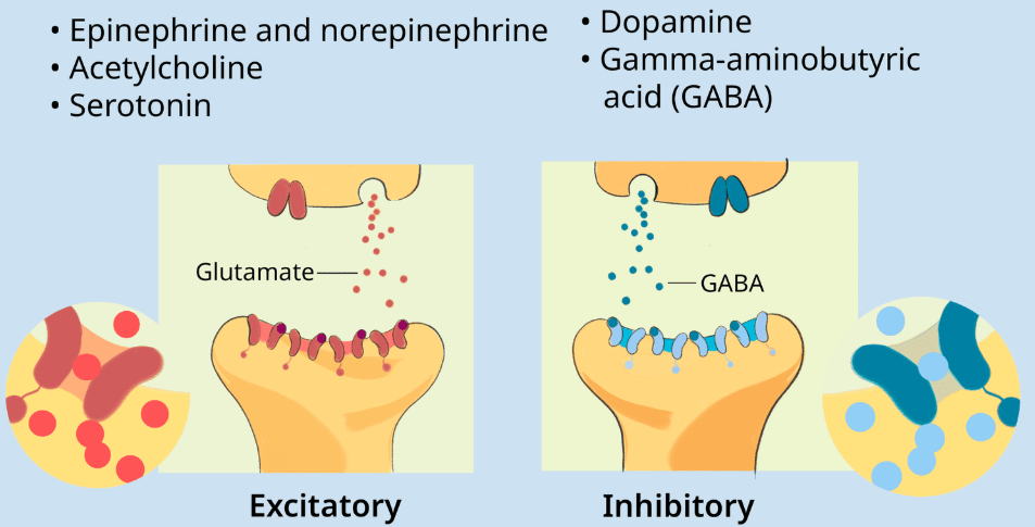 <p>chemical messengers that traverse the synapse and bind to receptors sites on the next neuron like keys in a lock, influencing whether that neuron will generate a neural impulse</p><ul><li><p>inhibitory inhibits the nerve cell from firing</p></li></ul><ul><li><p>excitatory excites the nerve cell into firing</p><ul><li><p>causes neural firing to remain steady or even increase</p></li></ul></li></ul><p></p>