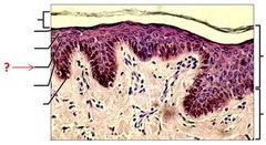 <ul><li><p>Several layers thick (where cells start to become dehydrated.</p></li><li><p>Cell contain web-like system of intermediate prekeratin filaments attached to desmosomes.</p></li><li><p>Desmosomes allow cells to resist tension and pulling.</p></li><li><p>Keratinocytes in this layer appear prickly/spikey.</p></li></ul>