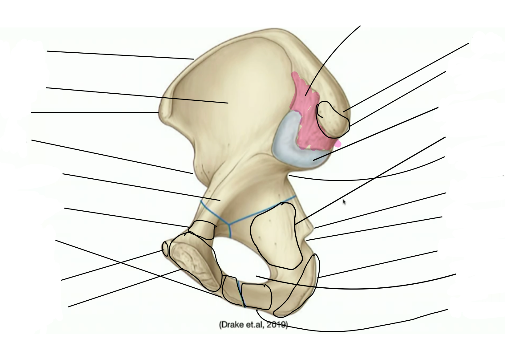 <p>Label the pelvis</p>