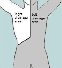 <ul><li><p>R head/neck, trunk, arm</p></li><li><p>R internal jugular &amp; subclavian veins (R venous angle)</p></li></ul><p></p>