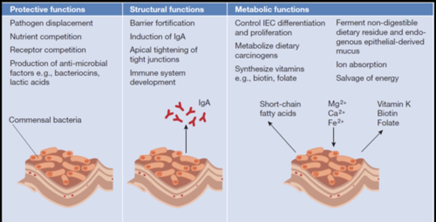 <p>Functions of “good” gut flora</p>