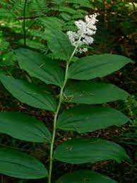 False Solomon's seal